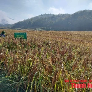 Về vùng lúa nếp Cay Nọi