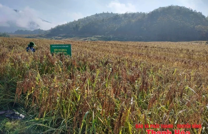 Về vùng lúa nếp Cay Nọi