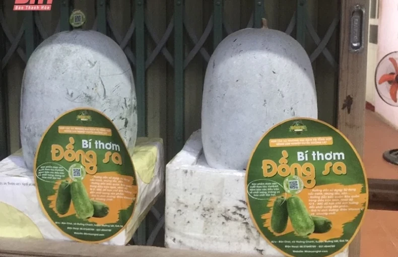 Bí thơm Đồng Sa: Từ cây trồng truyền thống đến sản phẩm OCOP 3 sao