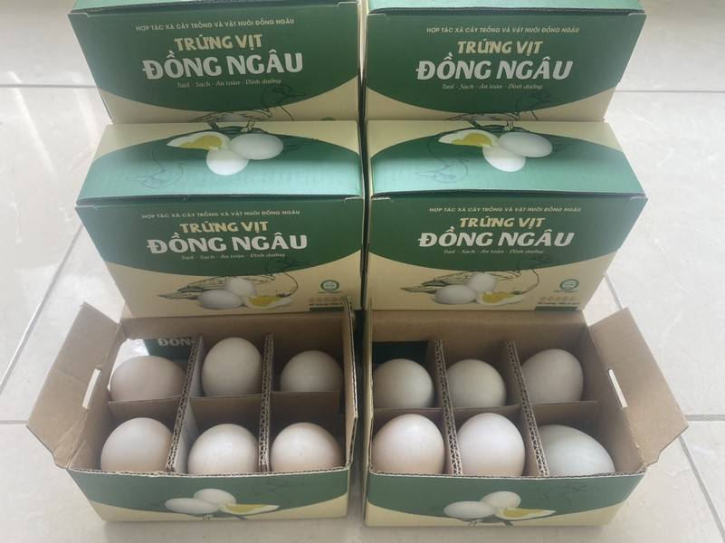 dong-ngau.jpg