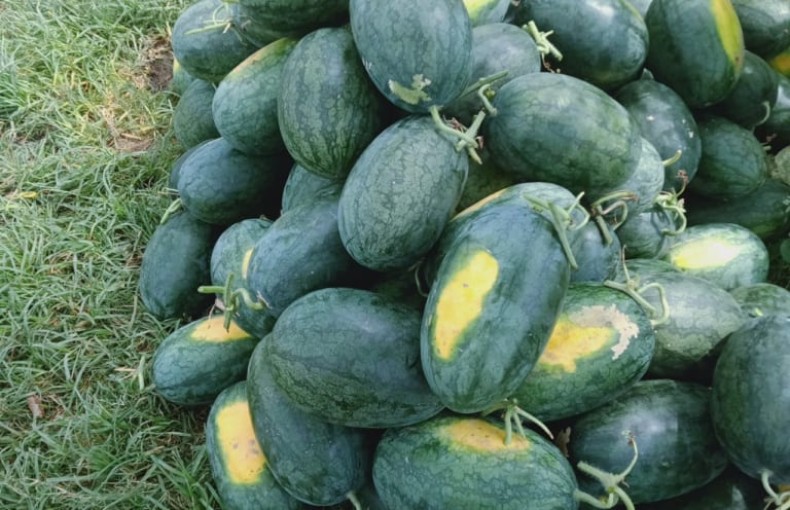 Dưa Hấu đồng quê