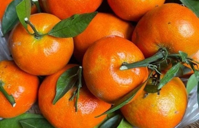 Cam Hùng Hải -  Sản phẩm OCOP 3 sao