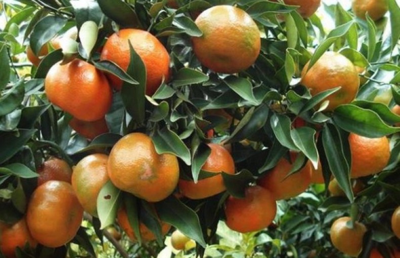 Cam đường canh Như Xuân